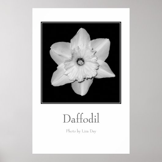 Affiche 'Daffodil' (Devant)