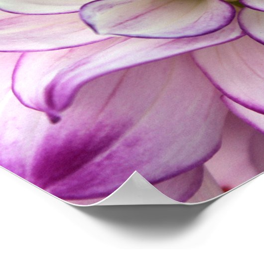 affiche dahlia (Coin)