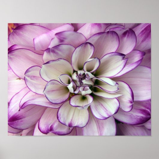 affiche dahlia (Devant)