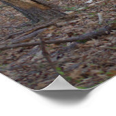 Affiche d'allée rangée d'arbres (Coin)