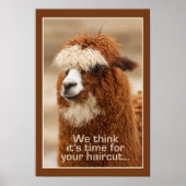 Affiche d'Alpaca (Devant)