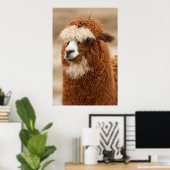 Affiche d'Alpaca (Bureau à domicile)