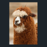 Affiche d'Alpaca<br><div class="desc">En utilisant la fonction "customisez-le",  ajoutez votre propre texte si vous le souhaitez. Photo de Petr Kratochvil,  sur www.publicdomainpictures.net. Voir mon magasin pour plus d'articles de photographie.</div>