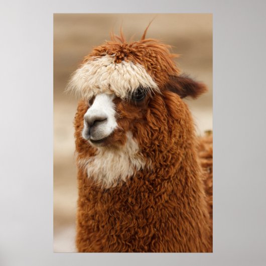 Affiche d'Alpaca (Devant)