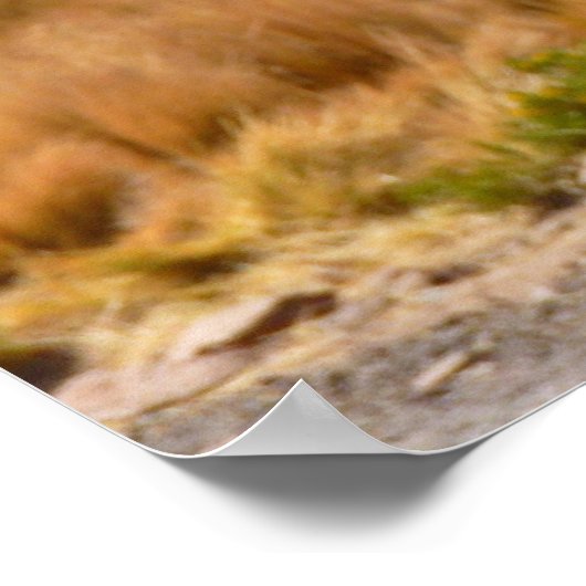 Affiche d'Alpaca (Coin)