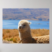 Affiche d'Alpaca (Devant)