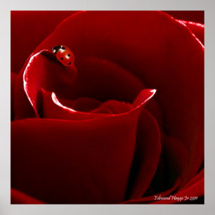 Affiche d'amour de coccinelle