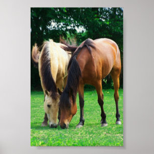 Affiche d'amour de poney