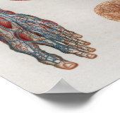 Affiche d'anatomie de la face de tête des veines V (Coin)