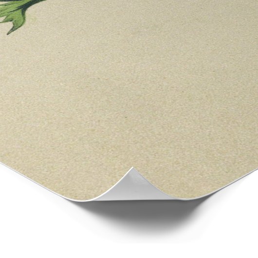 Affiche d'anémones (Coin)