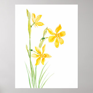 affiche d'aquarelle de narcisse jaune
