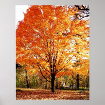 Affiche d'arbre d'automne, érable en automne