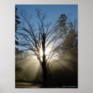 Affiche d'arbre d'épiphanie