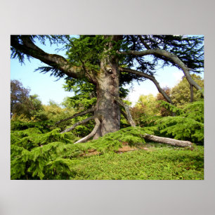 Affiche d'arbre du Cèdre-de-Liban