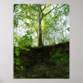 Affiche d'arbres extérieurs (Devant)