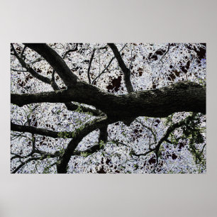 Affiche Dark Art Tree Branches par J.W. Fatherree.
