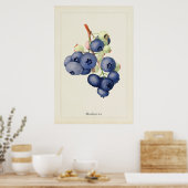 Affiche d'art botanique de myrtilles vintage (Cuisine)