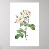 Affiche d'art botanique vintage de rose blanche et (Devant)