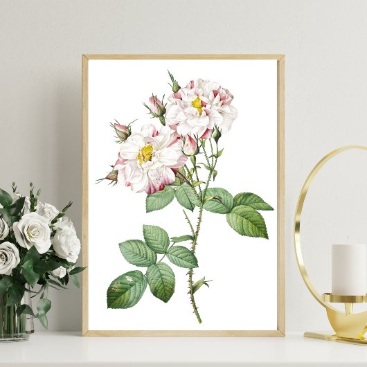 Affiche d'art botanique vintage de rose blanche et