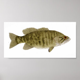 Affiche d'art de basse de Smallmouth