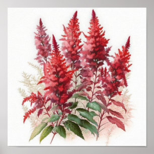 Affiche d'art de fleur d'Astilbe rouge