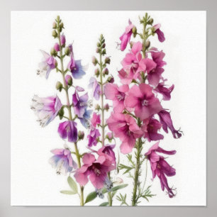 Affiche d'art de fleur de Delphinium rose
