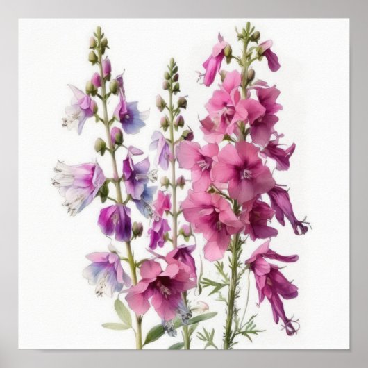 Affiche d'art de fleur de Delphinium rose (Devant)