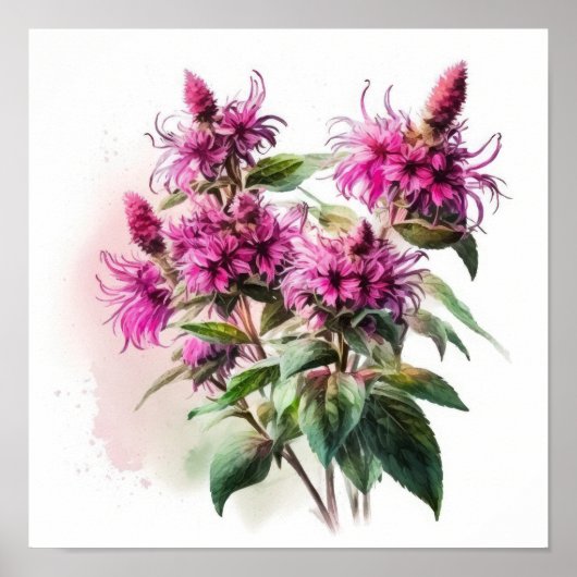 Affiche d'art de fleur de monarde rose (Devant)