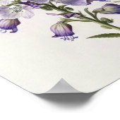 Affiche d'art de fleur de pied-d'alouette pourpre (Coin)