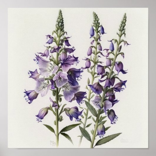 Affiche d'art de fleur de pied-d'alouette pourpre (Devant)