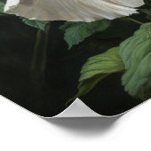 Affiche d'art de fleur d'Hibiscus blanc (Coin)