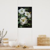 Affiche d'art de fleur d'Hibiscus blanc (Cuisine)