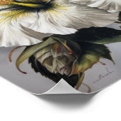 Affiche d'art de fleur d'hibiscus blanc (Coin)