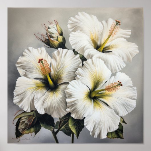 Affiche d'art de fleur d'hibiscus blanc (Devant)