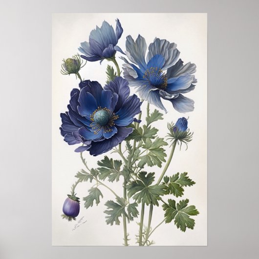 Affiche d'art de fleurs d'anémone bleue (Devant)