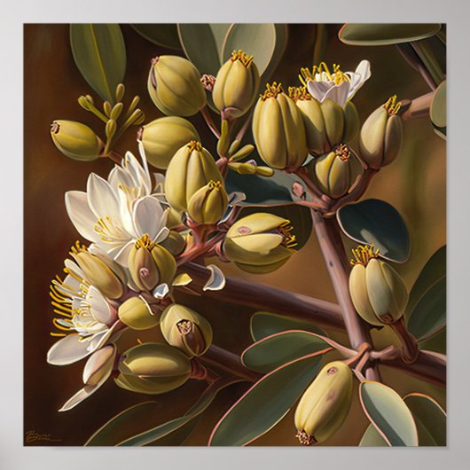 Affiche d'art de fleurs de Jojoba blanches (Devant)