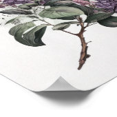 Affiche d'art de fleurs de lilas (Coin)