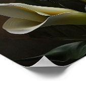 Affiche d'art de fleurs de lys calla blanc (Coin)