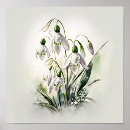 Affiche d'art de fleurs de Perce-Neige blanches (Devant)