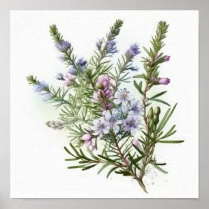 Affiche d'art de fleurs de romarin bleu