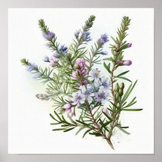 Affiche d'art de fleurs de romarin bleu (Devant)