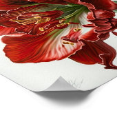 Affiche d'art de la fleur d'amaryllis rouge (Coin)
