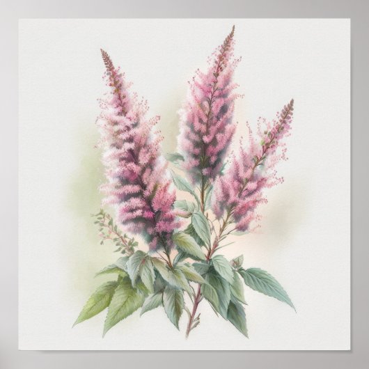 Affiche d'art de la fleur d'Astilbe rose (Devant)