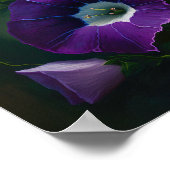Affiche d'art de la fleur de gloire du matin viole (Coin)
