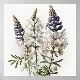 Affiche d'art de la fleur de lupin blanc