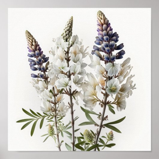 Affiche d'art de la fleur de lupin blanc (Devant)