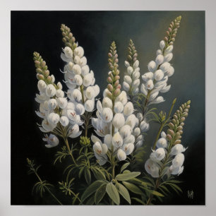 Affiche d'art de la fleur de lupin blanc