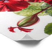 Affiche d'art de la fleur d'hibiscus rouge (Coin)