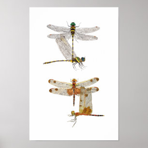 Affiche d'art de libellule