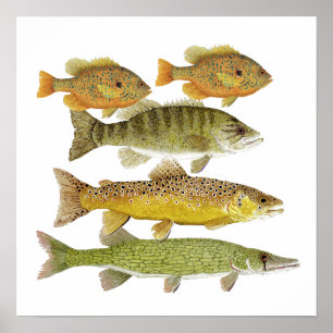 Affiche d'art de poisson d'eau douce